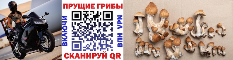 Галлюциногенные грибы Psilocybe  Тюмень 